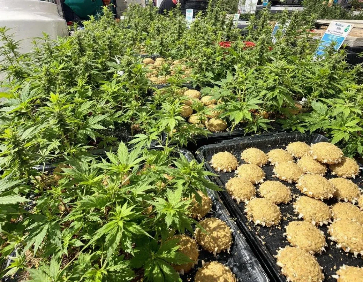 Cookies CBD : la question de la bonne foi dans l'enregistrement de marque